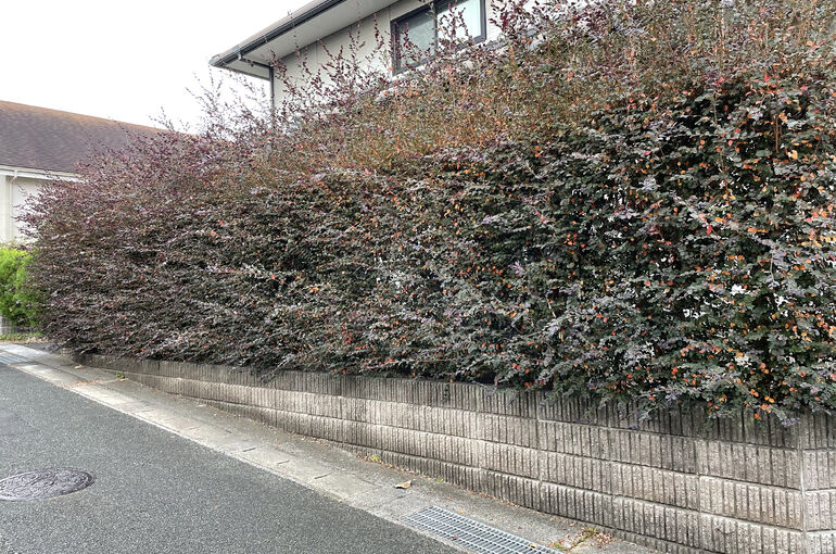 C70D59C5-383E-4025-AD0A-0D8242ABFD8F