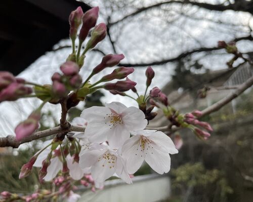 12939CD4-4601-455F-B014-814E908F6DB6