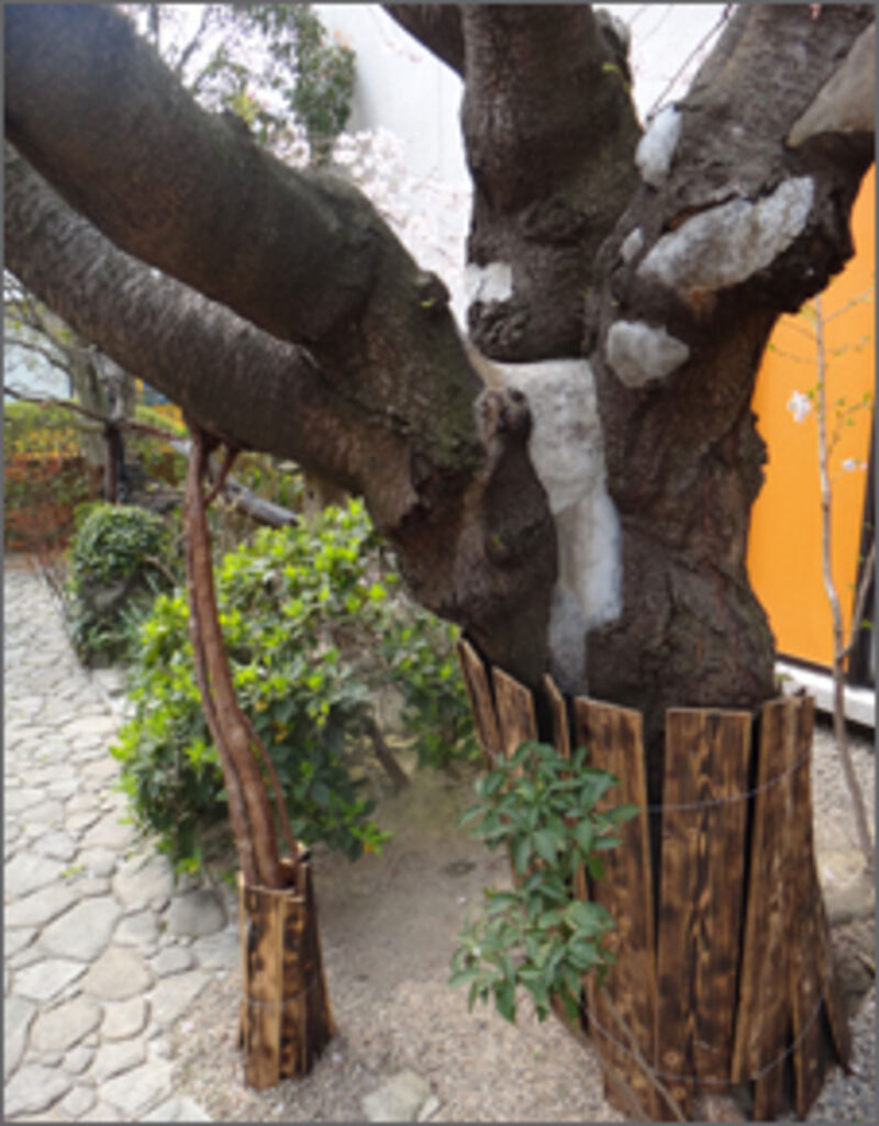 アイランド花どんたく